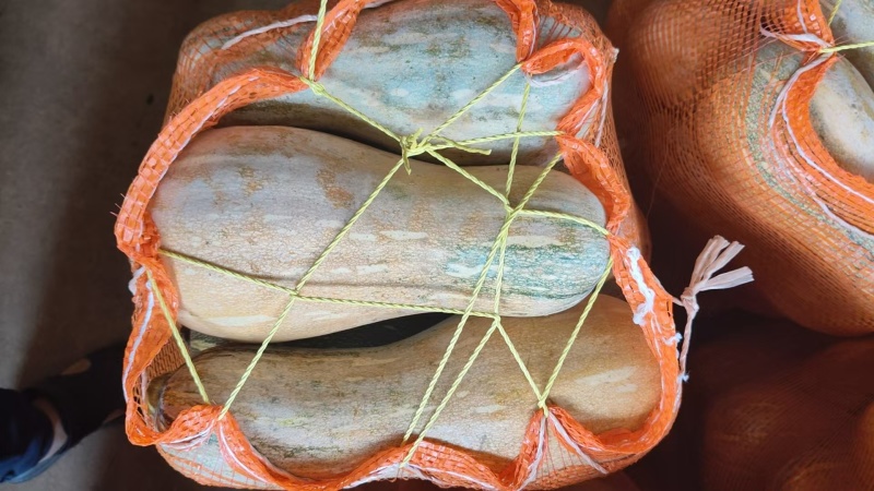 密本南瓜，常年供应，食堂电商市场，产地一手货源，需要请联