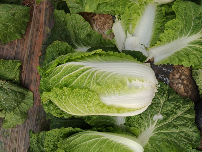 黄心大白菜批量供应大型基地欢迎咨询