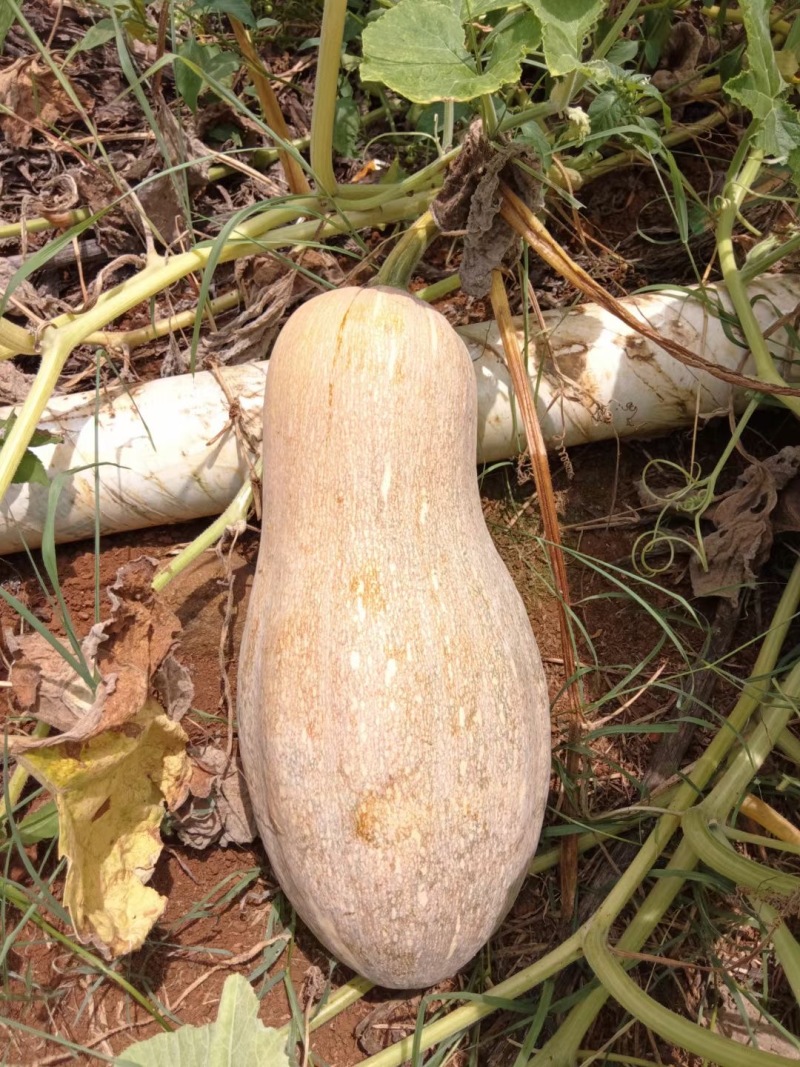 密本南瓜，常年供应，食堂电商市场，产地一手货源，需要请联