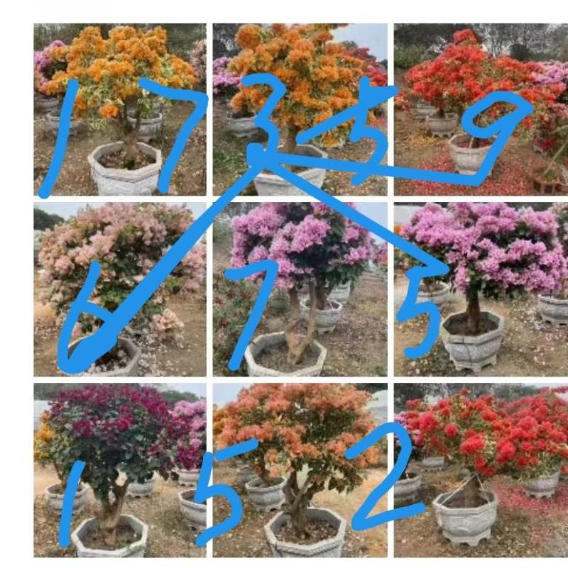 自家基地，有各种规格，品种的三角梅盆苗袋苗
