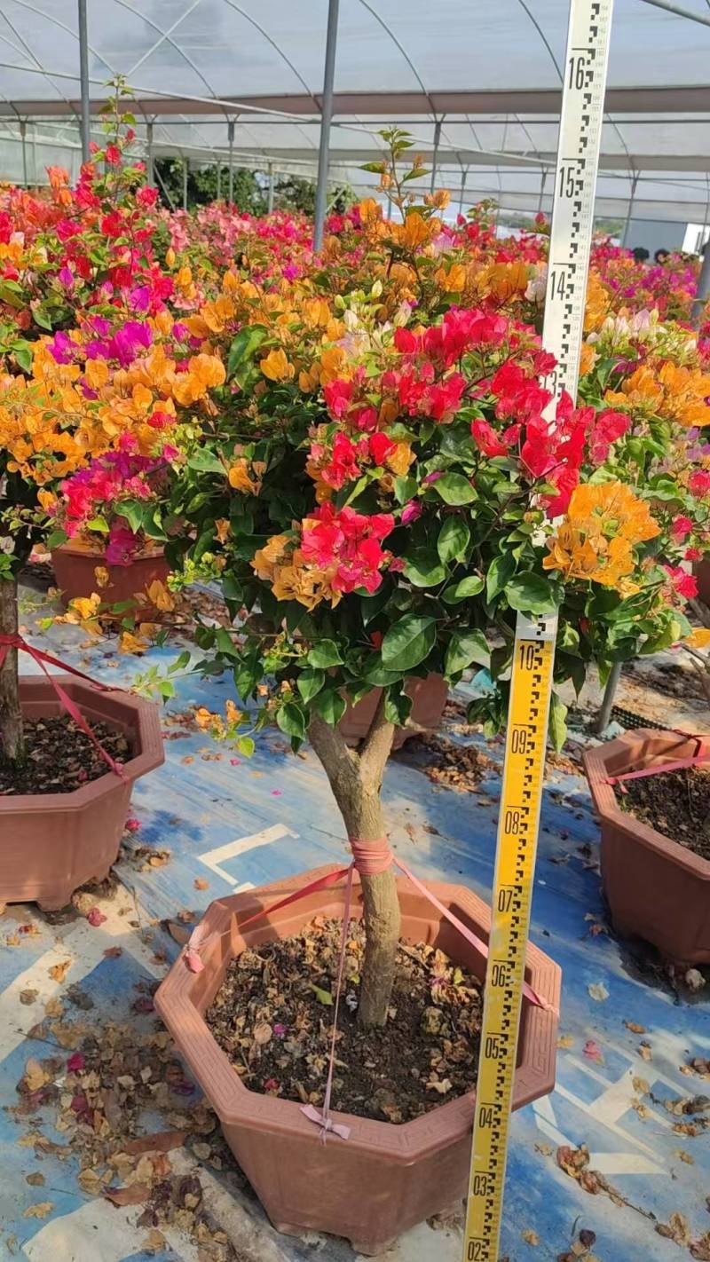 自家基地，有各种规格，品种的三角梅盆苗袋苗