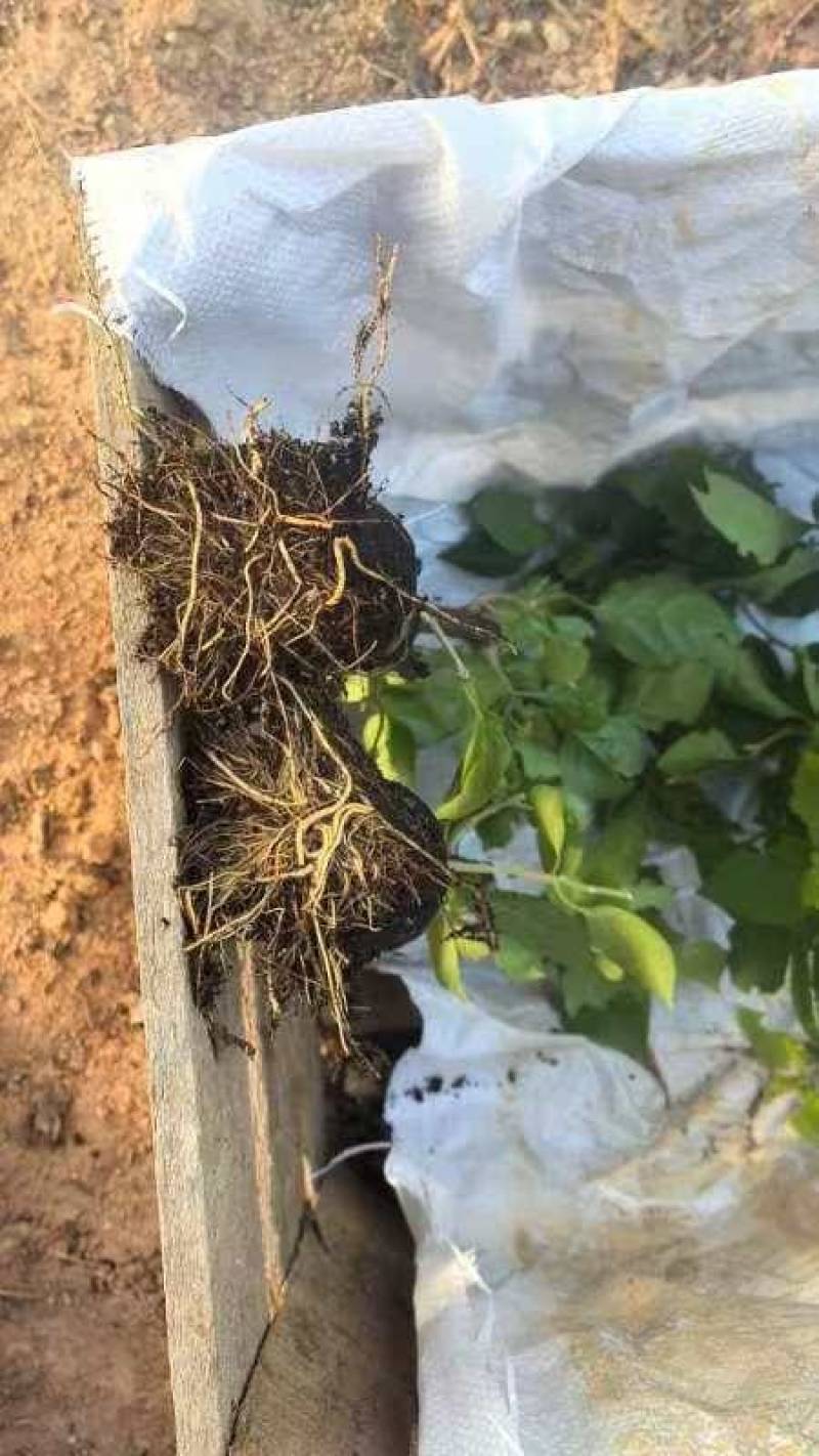 自家基地，有各种规格，品种的三角梅盆苗袋苗