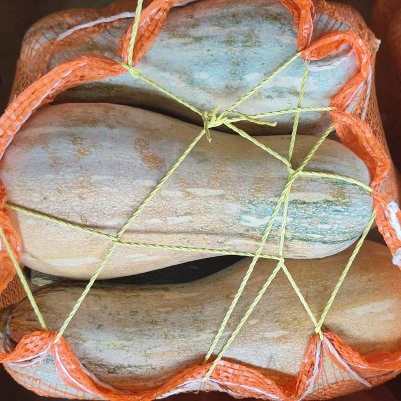 密本南瓜，常年供应，食堂电商市场，产地一手货源，需要请联