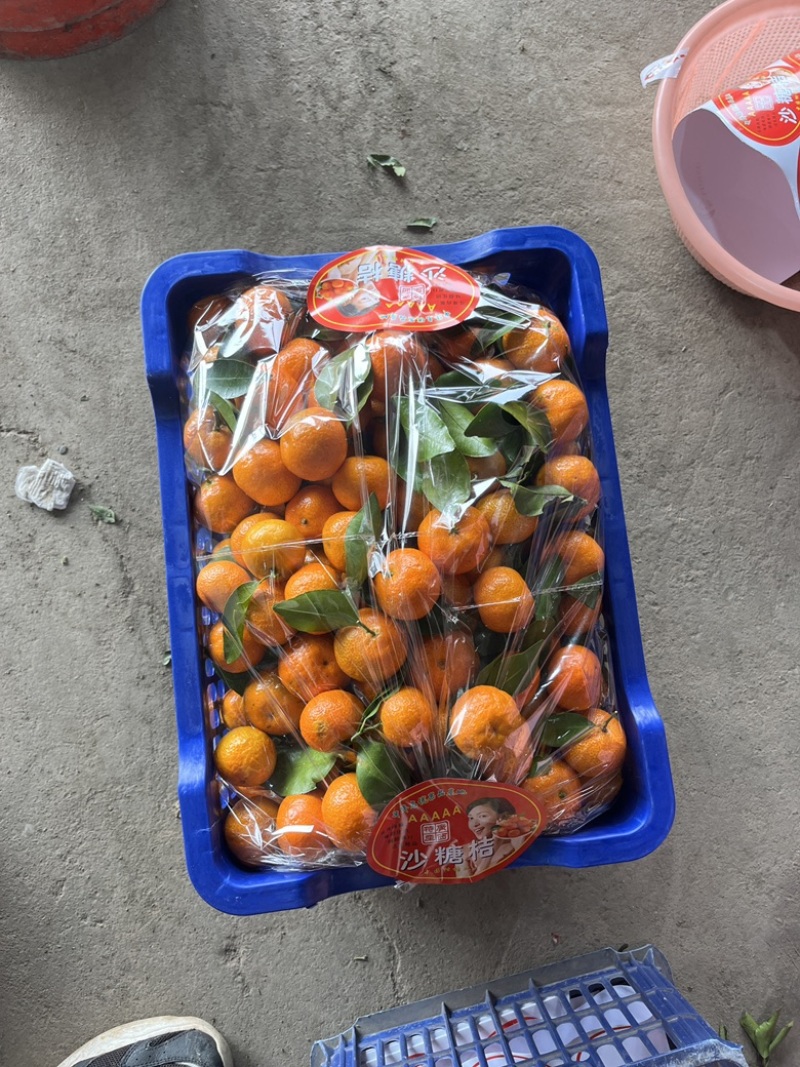 广西沙糖橘，皮薄多汁，个个全红，果面干净起沙，精品柑橘