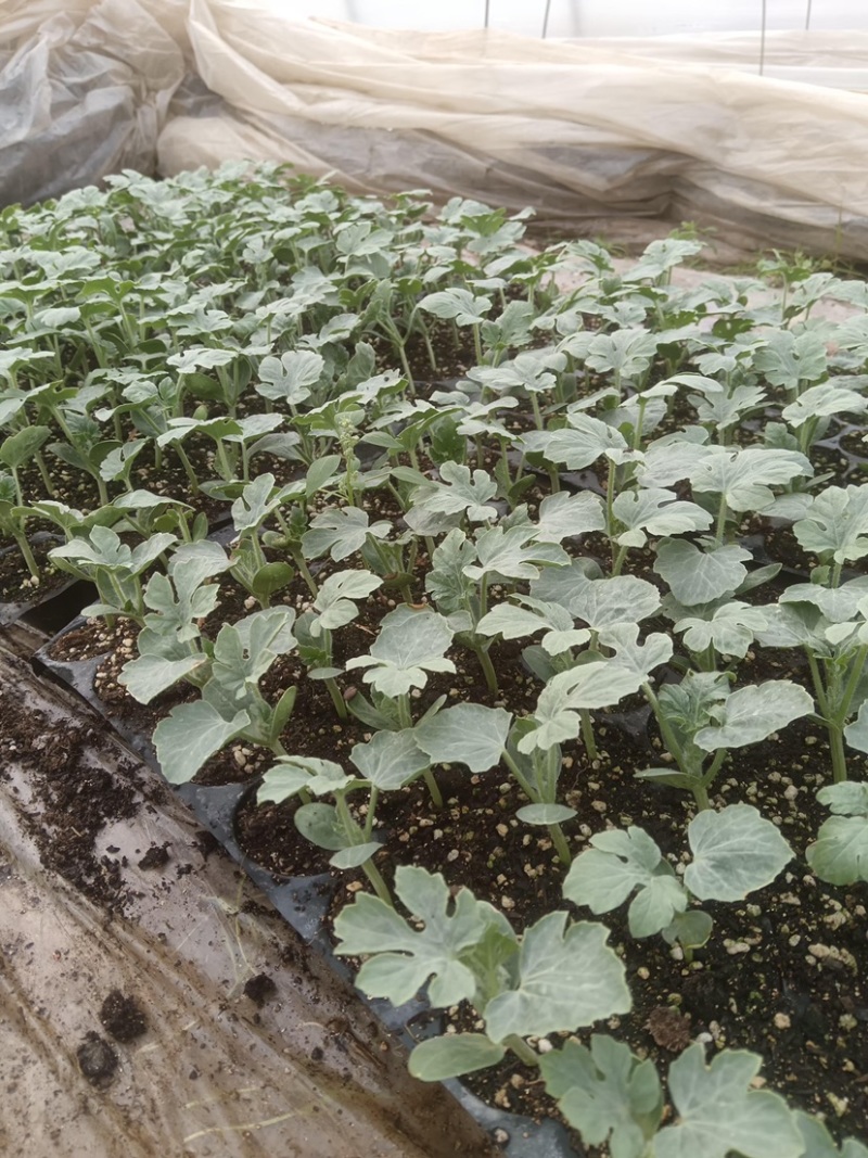嘉年华5号，721西瓜苗，共2000棵，好苗子。