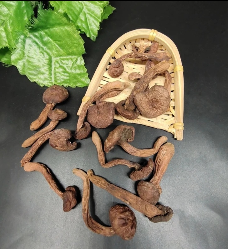 东北特产小松伞红蘑菇泡发率高干净无杂质非野生品质高包邮