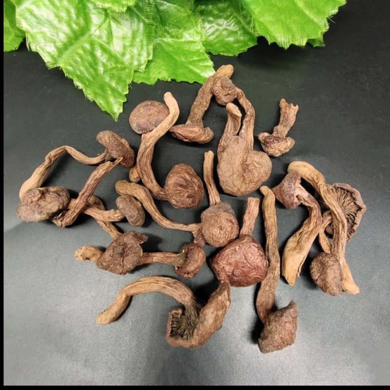 东北特产小松伞红蘑菇泡发率高干净无杂质非野生品质高包邮