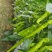 精品辣椒苗螺丝椒苗太空椒苗牛角椒苗黄皮椒苗蔬菜种苗