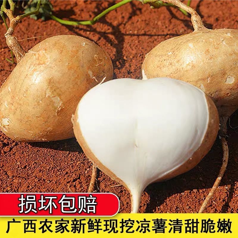 广西凉薯现挖新鲜蔬菜水果农家自种白地瓜豆薯番薯1/3/5