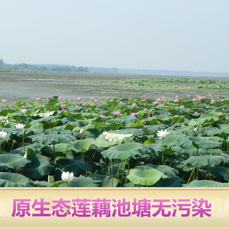 【现挖现发】湖北洪湖粉藕新鲜煲汤藕青泥巴藕面藕炖汤粉糯莲