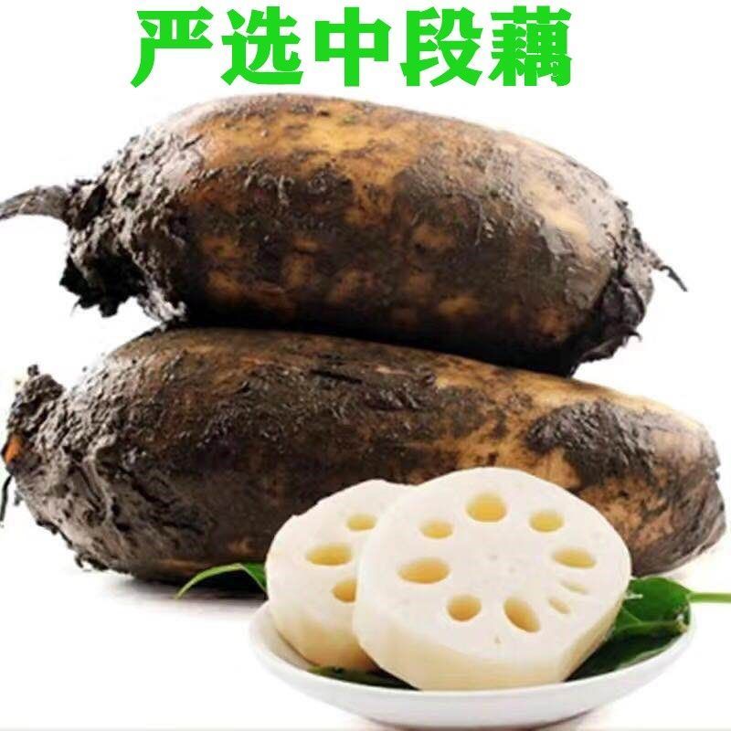 【现挖现发】湖北洪湖粉藕新鲜煲汤藕青泥巴藕面藕炖汤粉糯莲