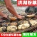 【现挖现发】湖北洪湖粉藕新鲜煲汤藕青泥巴藕面藕炖汤粉糯莲