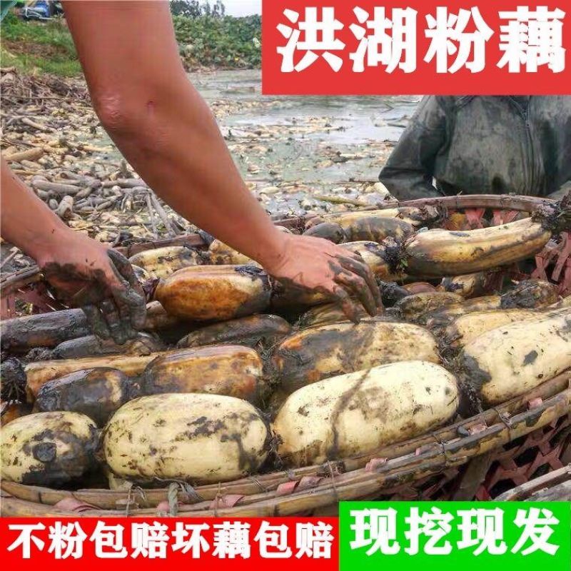 【现挖现发】湖北洪湖粉藕新鲜煲汤藕青泥巴藕面藕炖汤粉糯莲