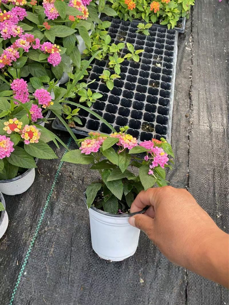 精品五色梅优质五色梅自产自销五色梅基地