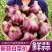 云南2025年新鲜红皮鲜蒜紫皮大蒜蒜种糖蒜腊云南鲜蒜早蒜
