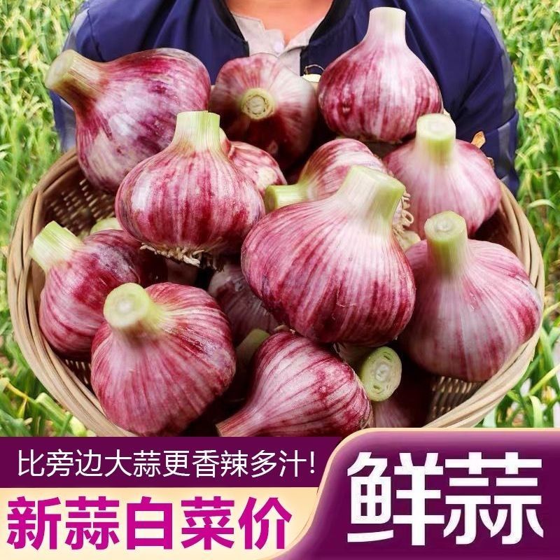 云南2025年新鲜红皮鲜蒜紫皮大蒜蒜种糖蒜腊云南鲜蒜早蒜