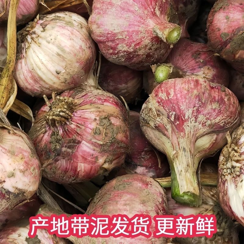 云南2025年新鲜红皮鲜蒜紫皮大蒜蒜种糖蒜腊云南鲜蒜早蒜