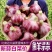云南2025年新鲜红皮鲜蒜紫皮大蒜蒜种糖蒜腊云南鲜蒜早蒜