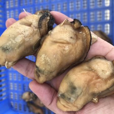 台山自产自销生晒金蚝干蚝干欢迎联系量大价优