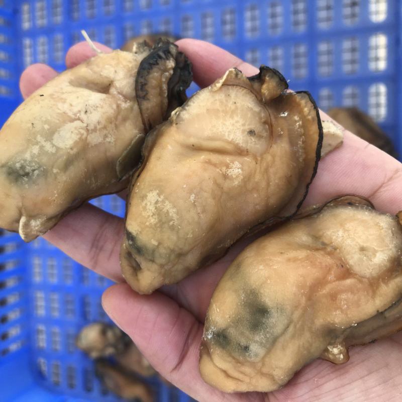台山自产自销生晒金蚝干蚝干欢迎联系量大价优