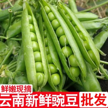 正宗云南新鲜豌豆带壳青豌豆荚蔬菜整箱批发价甜