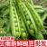 正宗云南新鲜豌豆带壳青豌豆荚蔬菜整箱批发价甜