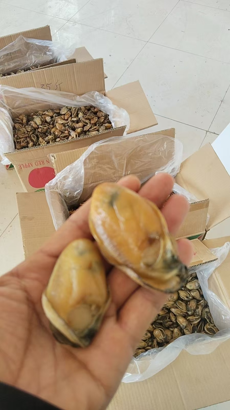 台山自产自销生晒金蚝干蚝干欢迎联系量大价优