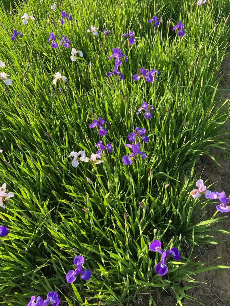 精品花菖蒲优质花菖蒲自产自销