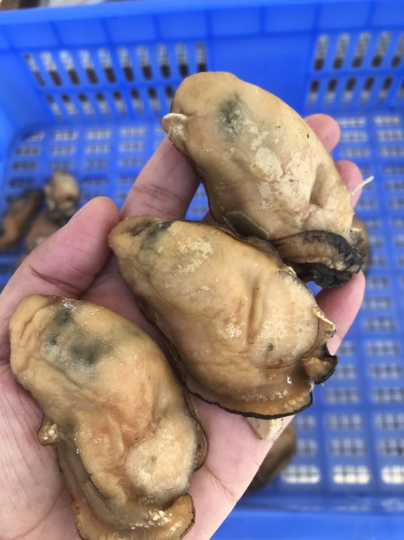 台山自产自销生晒金蚝干蚝干欢迎联系量大价优