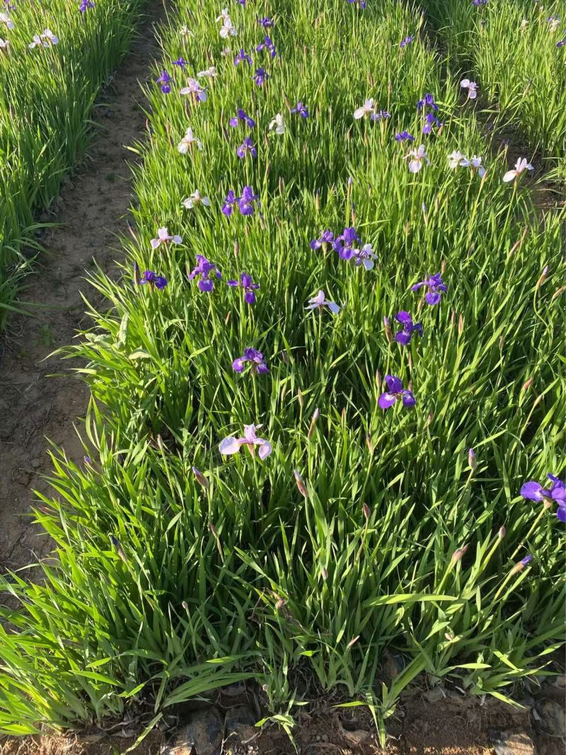 精品花菖蒲优质花菖蒲自产自销