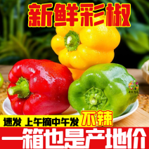 【彩椒生吃】寿光新鲜五彩椒甜椒圆椒太空椒柿子椒灯笼椒农家