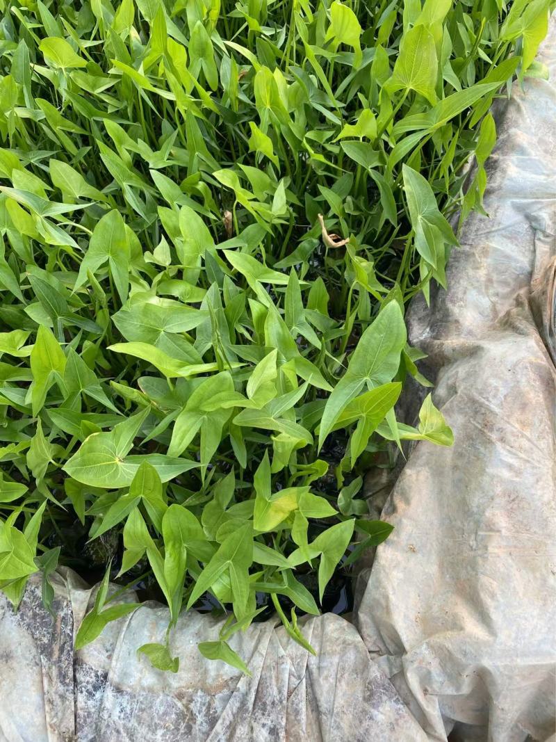 精品慈姑优质慈姑基地