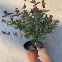 精品金银花优质金银花自产自销
