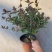 精品金银花优质金银花自产自销