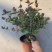 精品金银花优质金银花自产自销