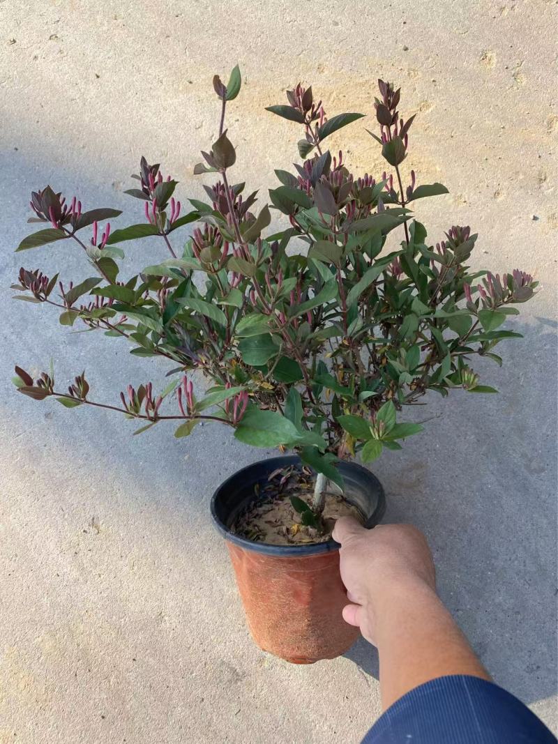 精品金银花优质金银花自产自销
