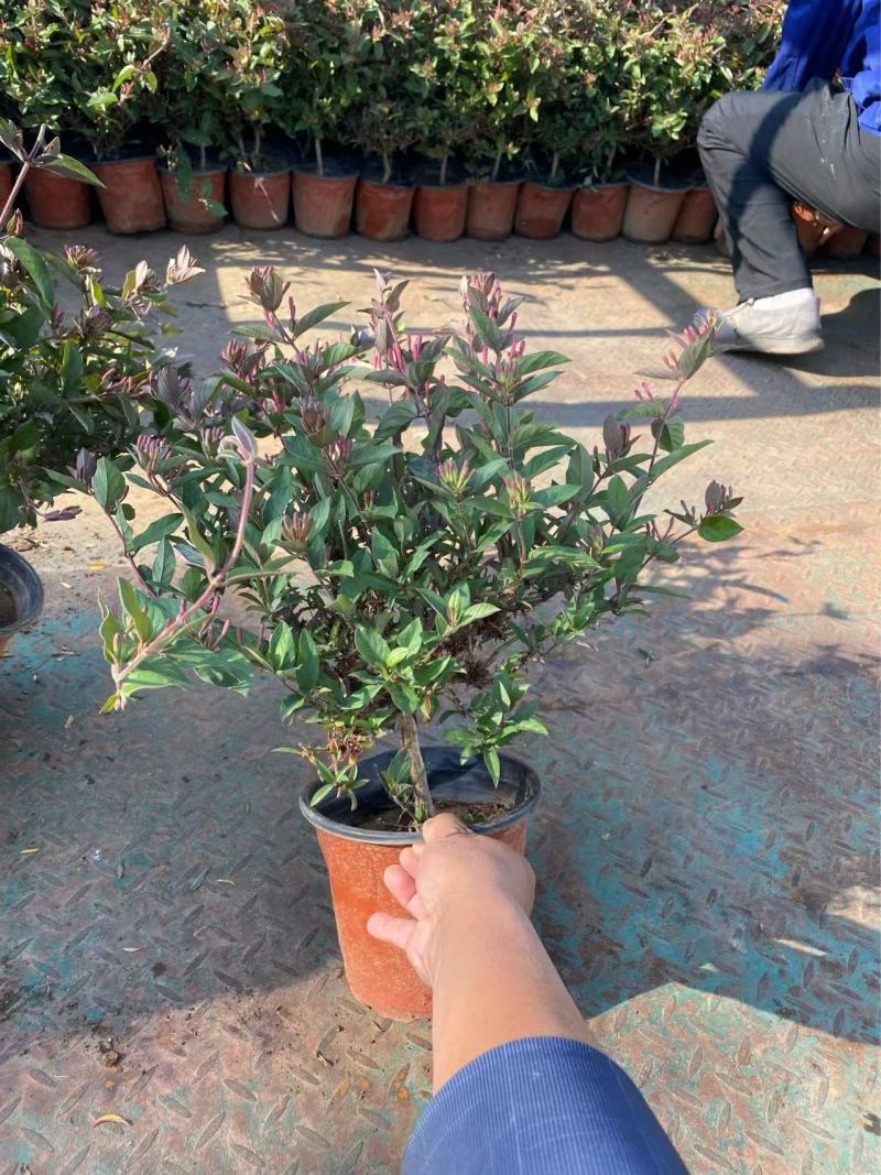 精品金银花优质金银花自产自销