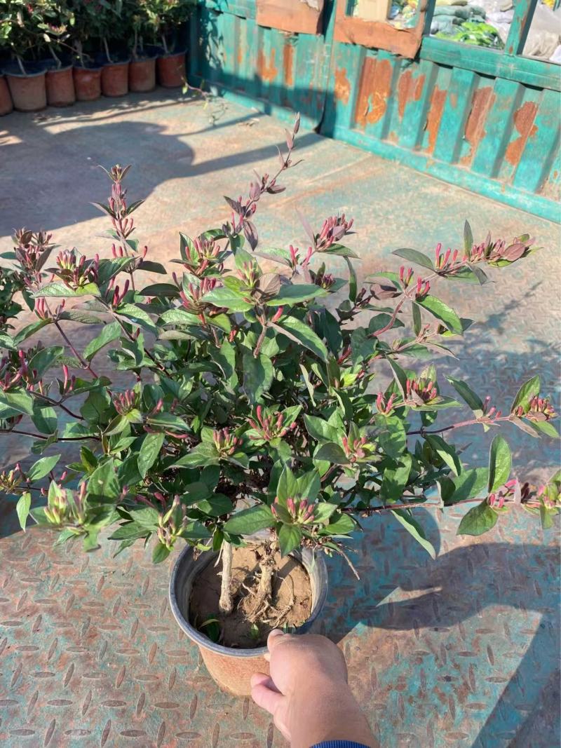 精品金银花优质金银花自产自销