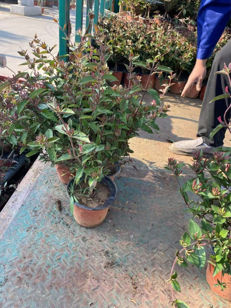 精品金银花优质金银花自产自销