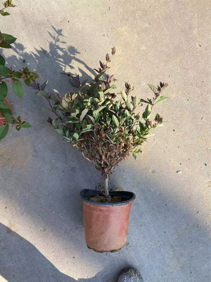 精品金银花优质金银花自产自销