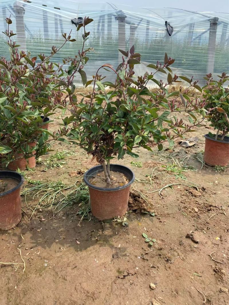 精品金银花优质金银花自产自销