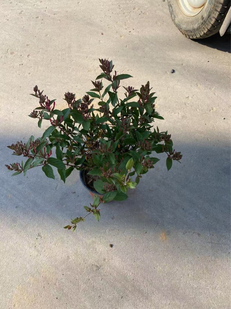 精品金银花优质金银花自产自销