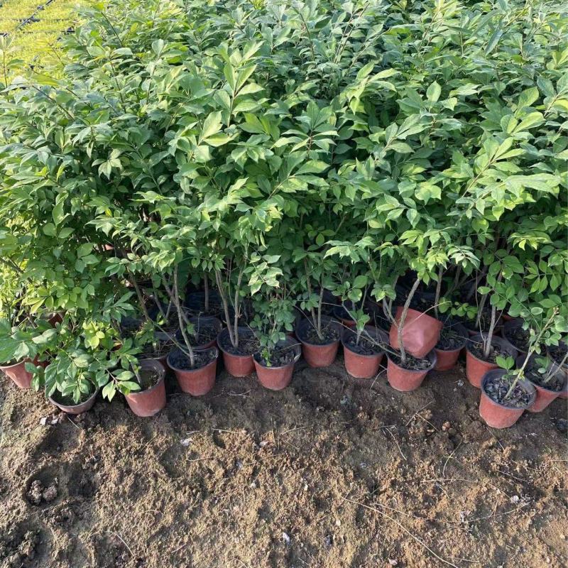 精品火焰卫矛优质火焰卫矛基地