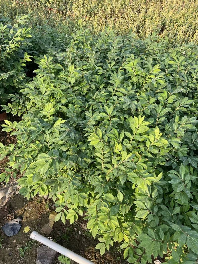 精品火焰卫矛优质火焰卫矛基地