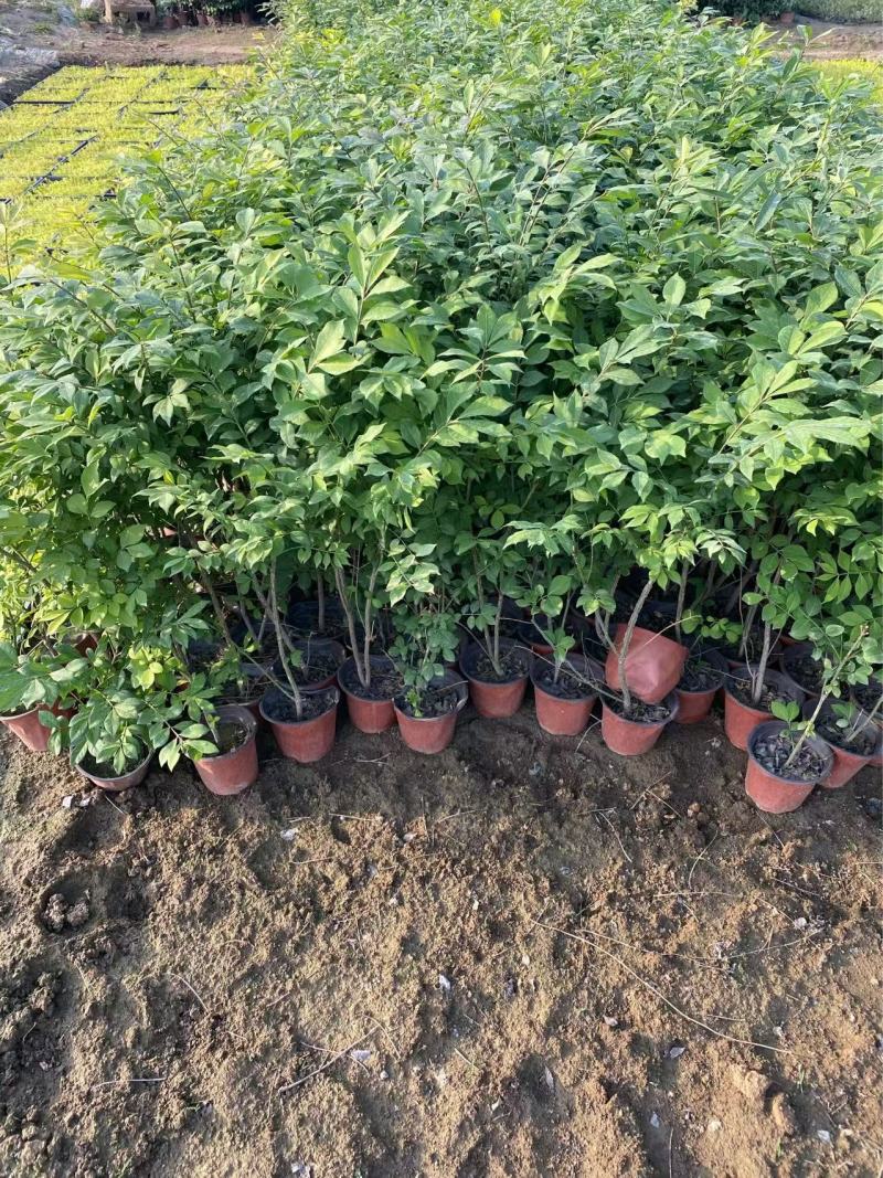 精品火焰卫矛优质火焰卫矛基地