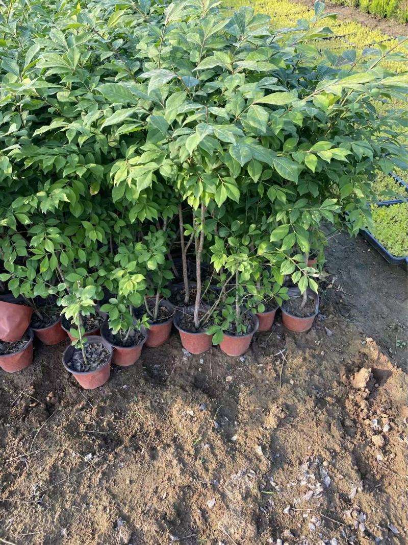 精品火焰卫矛优质火焰卫矛基地