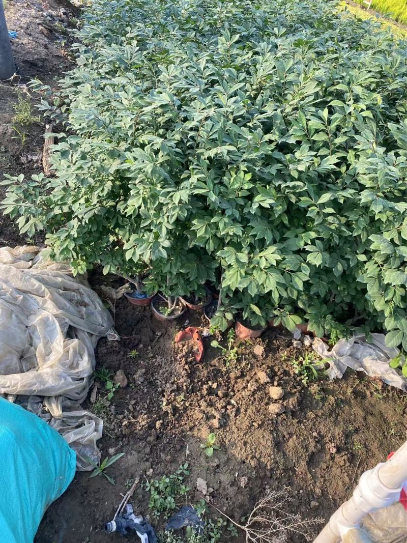 精品火焰卫矛优质火焰卫矛基地