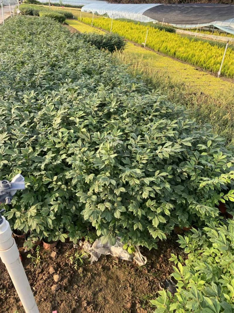 精品火焰卫矛优质火焰卫矛基地