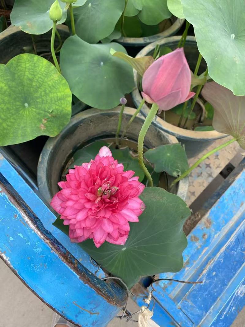 精品种荷花优质荷花基地