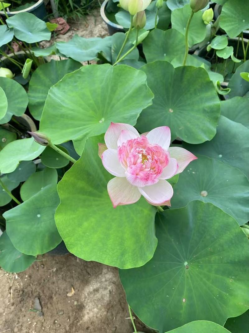 精品种荷花优质荷花基地